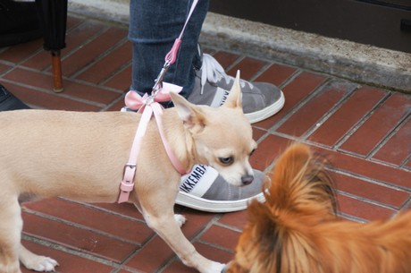 Le Touquet-Paris-Plage